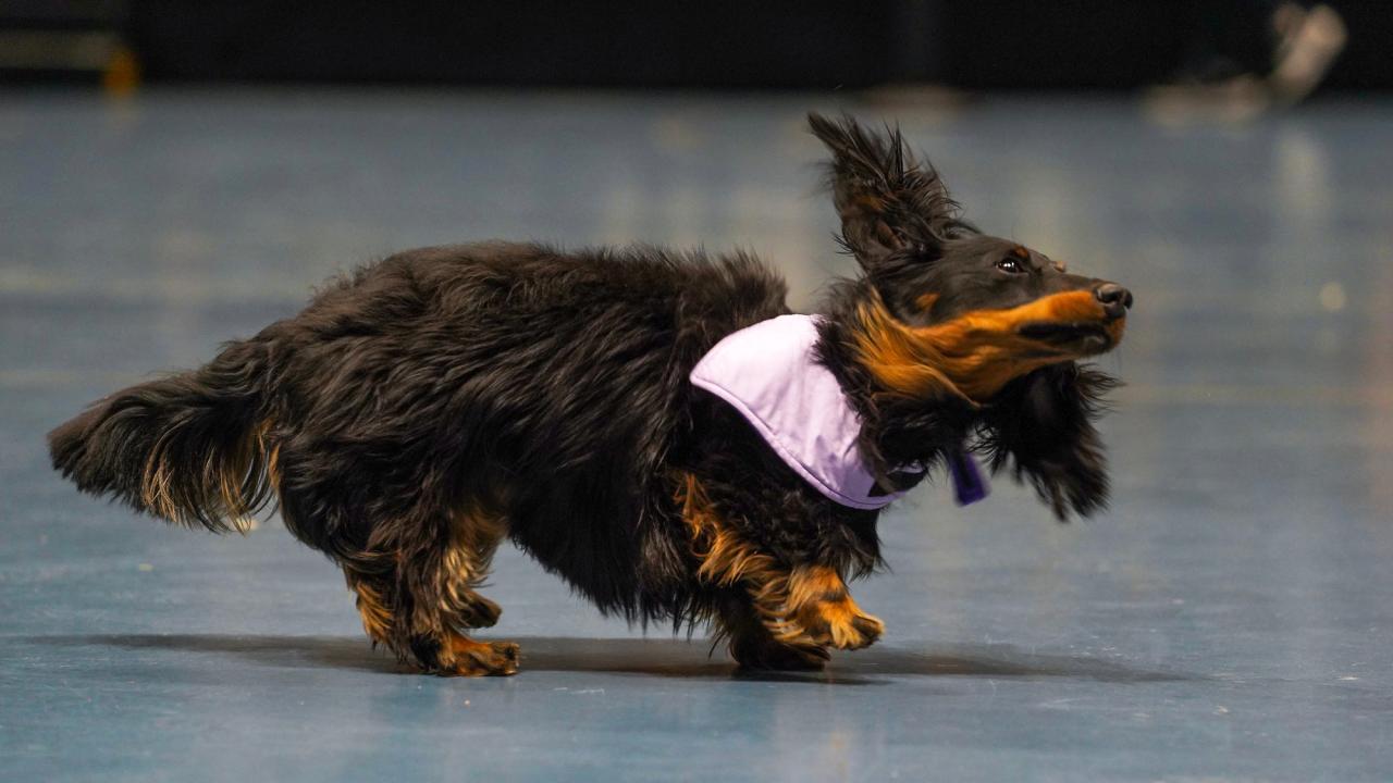 Picnic Day long-haired dachshund runs in Doxie Derby