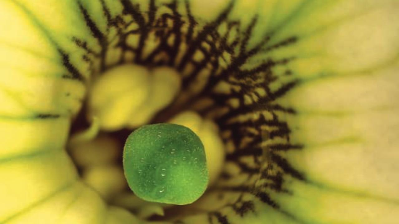 Yellow and green structures in the center of a yellow cup with black and green lines radiating from the center. 