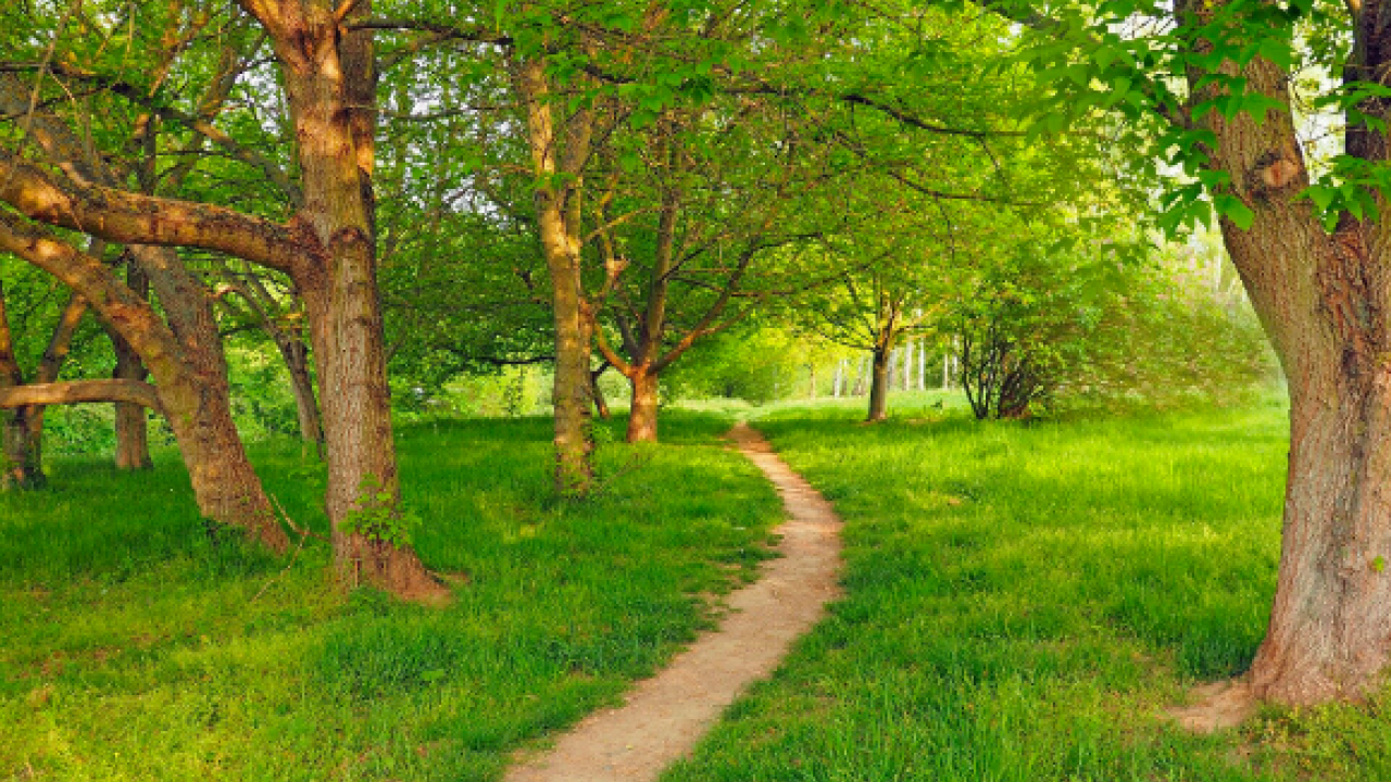 A pleasant beaten path winds through the trees and grasses of Robert Arneson Park in Davis, CA