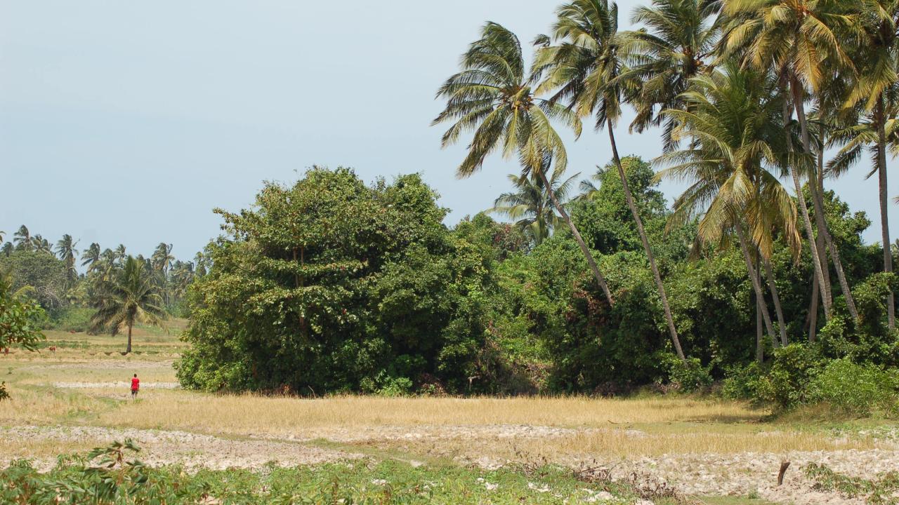 forest alongside agricultural land in Pemba, Tanzania