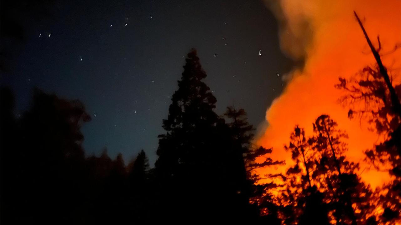 Nighttime view of forest, with orange fire on right side of photo
