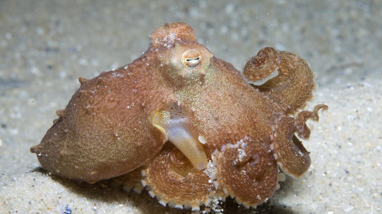 A brown octopus seen from the side, tentacles curled beneath it. 
