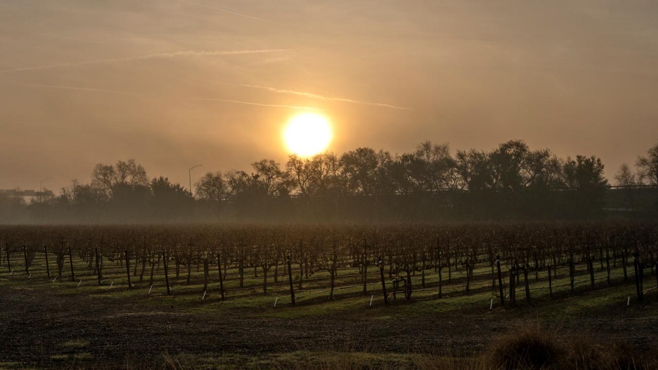 Foggy sunset over vineyard