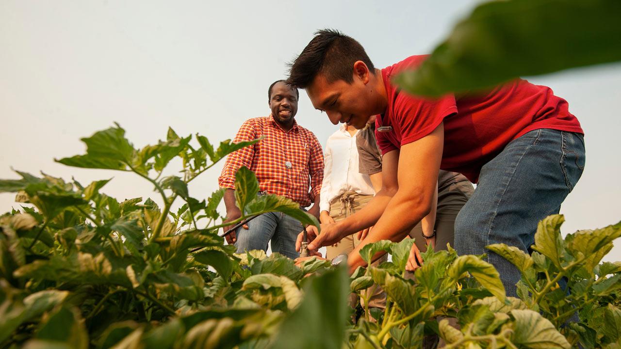 A professor supervises his students who are inspecting a tomato crop in the field
