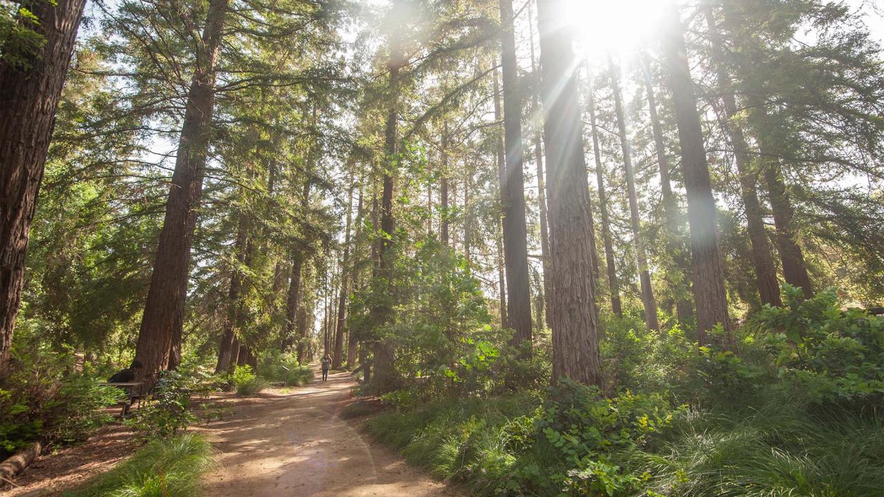 Photo of redwood grove at UC Davis