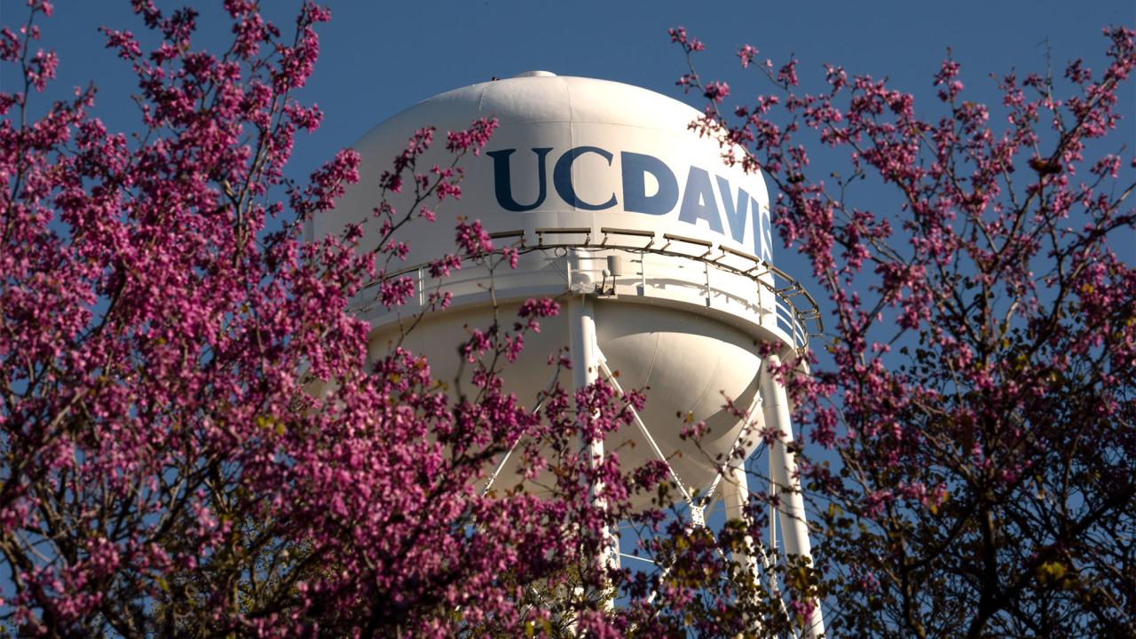 UC Davis water tower with brightly colored flowering trees in the foreground
