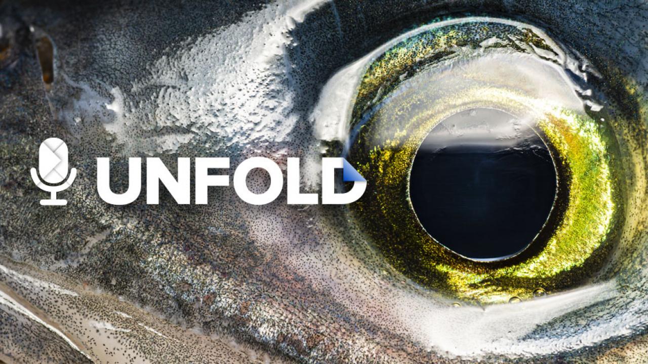 Close up of a fish eye - Unfold podcast season 3