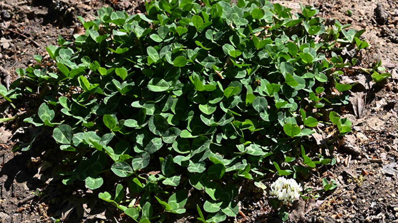 A patch of white clover leaves on dirt with a single flower. 