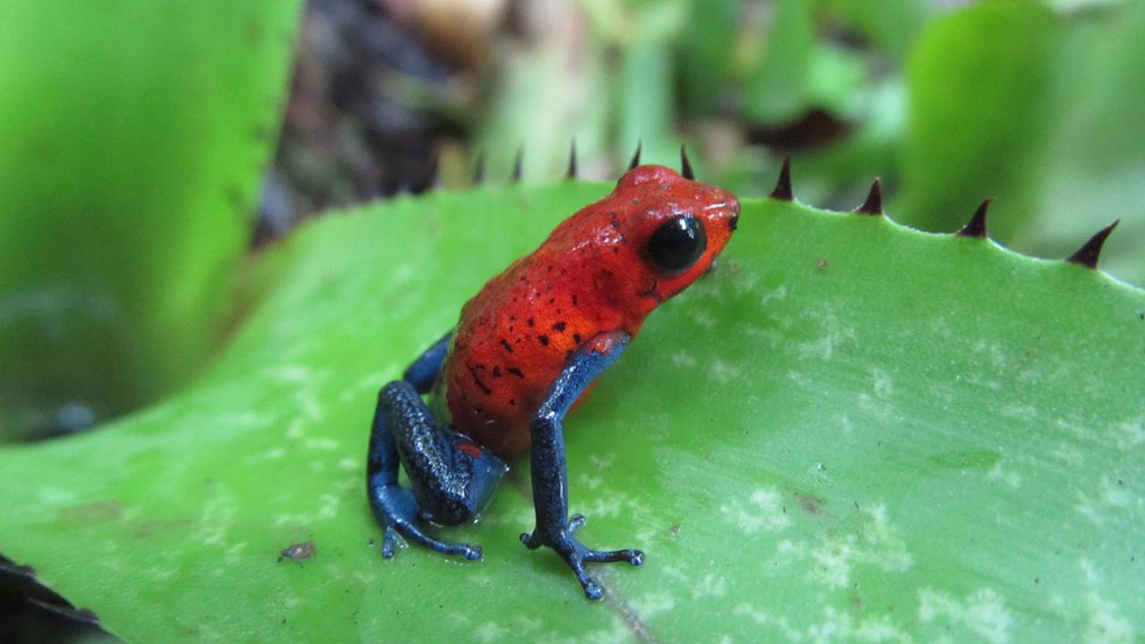 Taking the Temperature of Wild Poison Frogs