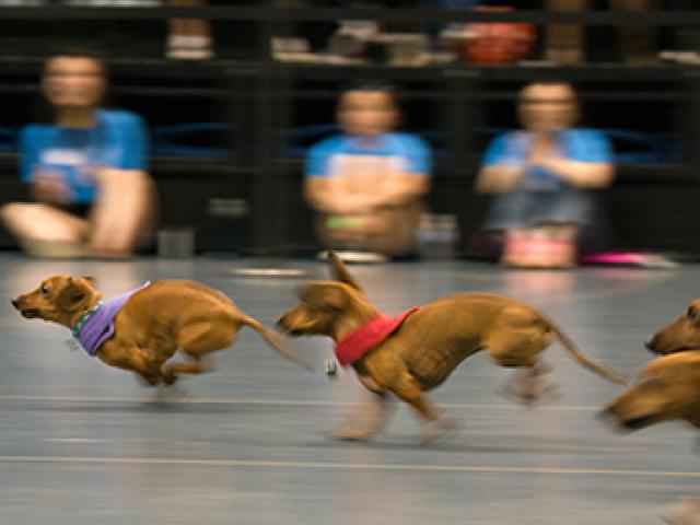 dachshunds race for the finish line at uc davis picnic day