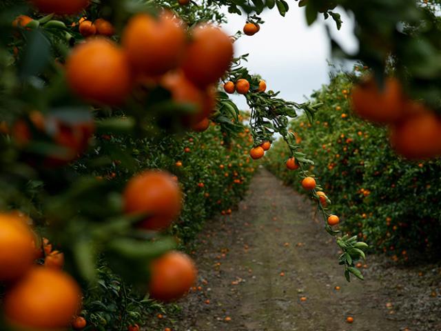 fields of mandarin