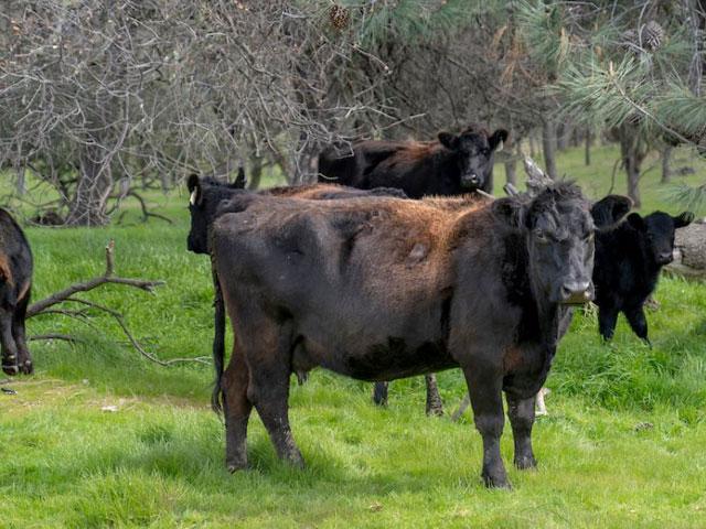 A group of black cattle stand in a pasture