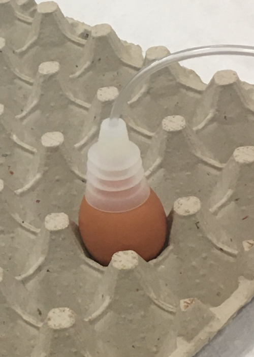 A brown egg in a cardboard carton with a white plastic suction cup on top. A clear plastic tube leads away from the cup to the right. 