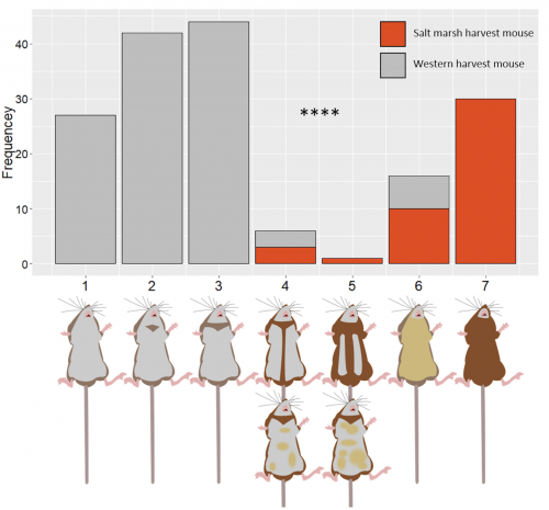 Illustration of bar chart and graphics of the undersides of harvest mice to help scientists identify them.