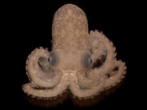 Small octopus against black background, seen from front