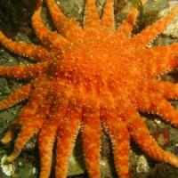 close up of orange sea star