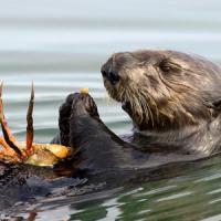 close up of a sea otter eating a crab