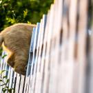 Photo of cat climbing over fence.