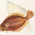 Gulf flounder fish print