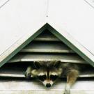 Raccoon peeking out of roof vent