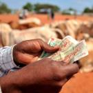 A man counts money while his cattle sit behind in a desert landscape