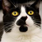 A black and white cat looks up at the camera