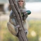 A rhesus monkey on a branch holds a zucchini