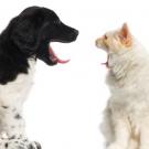 A dog and cat face each other. Both are yawning.