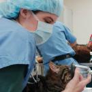 A surgeon administers inhalational anesthesia to a tabby cat