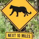 Road sign with a mountain lion image and cautionary message