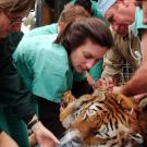 Several veterinarians handle a tiger on an examination table