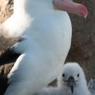 An adult albatross protects its chick at island breeding grounds