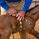 Photo of newborn foal standing held up by a rope harness