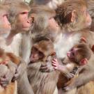 Female monkeys and infants