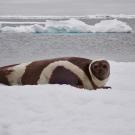 Adult male ribbon seal laying on ice
