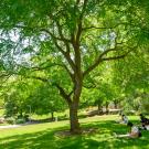 Students do art under a tree in park