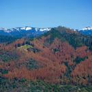 Dead trees in Sierra National Forest