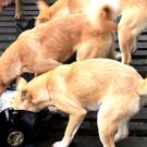 Dingoes like these pictured on Borneo were included in an extensive dog genetics study led by UC Davis researchers. 