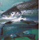 Photos (2): Atlantic salmon on a fish farm in British Columbia, Canada; and Gary Marty