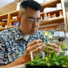 Simon Chan inspecting plants