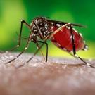 This mosquito, the Aedes aegypti, transmits dengue, considered the world's worst insect virus. 