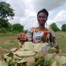 An African woman holds out a handful of brown shea nuts against a backdrop of tall trees, blue sky and white clouds.