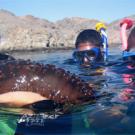 Photo: Girl and two boys in snorkel gear observe a sea cucumber.