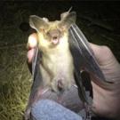 bat held by a hand