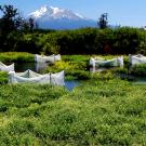 Fish enclosures at study site with Mount Shasta in background.