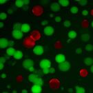 Green and red artificial cells