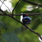 A long-tailed manakin bird, with a blue back and bright red on the top of its head, sits on a branch in Costa Rica. 