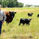 Man in plaid shirt and jeans stands in pasture with black cow and three calves