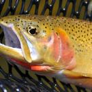 cutthroat trout on a wire netting