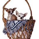 Photo:Two dogs in basket